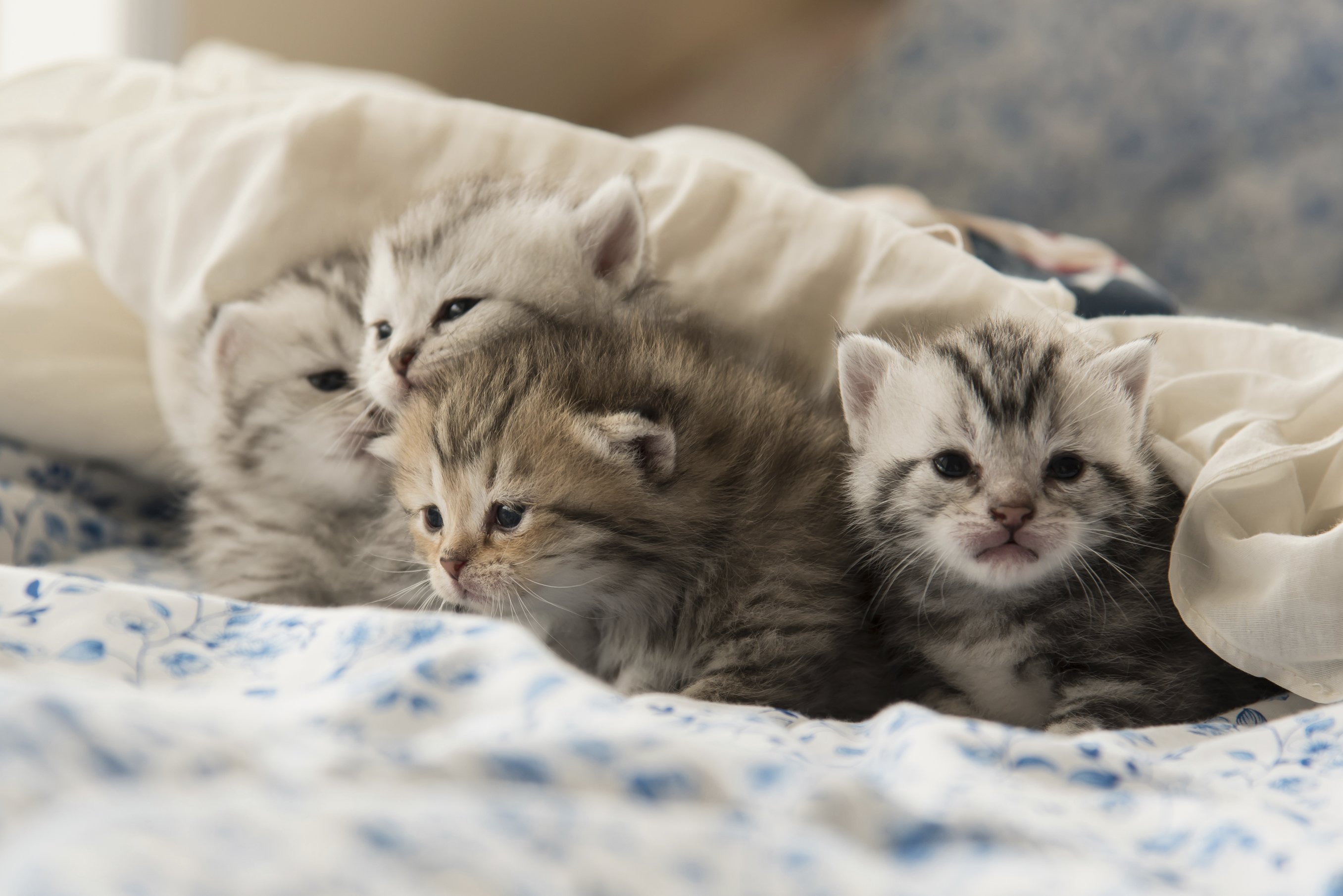 Emergency Stress Relief: Kittens